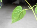 荒谷林道(標高500m付近)